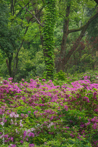 Rhododendrons bloom in Moshan scenic spot on East Lake in Wuhan  Hubei province