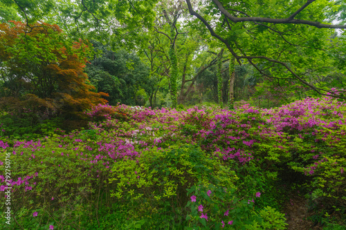 Rhododendrons bloom in Moshan scenic spot on East Lake in Wuhan, Hubei province photo