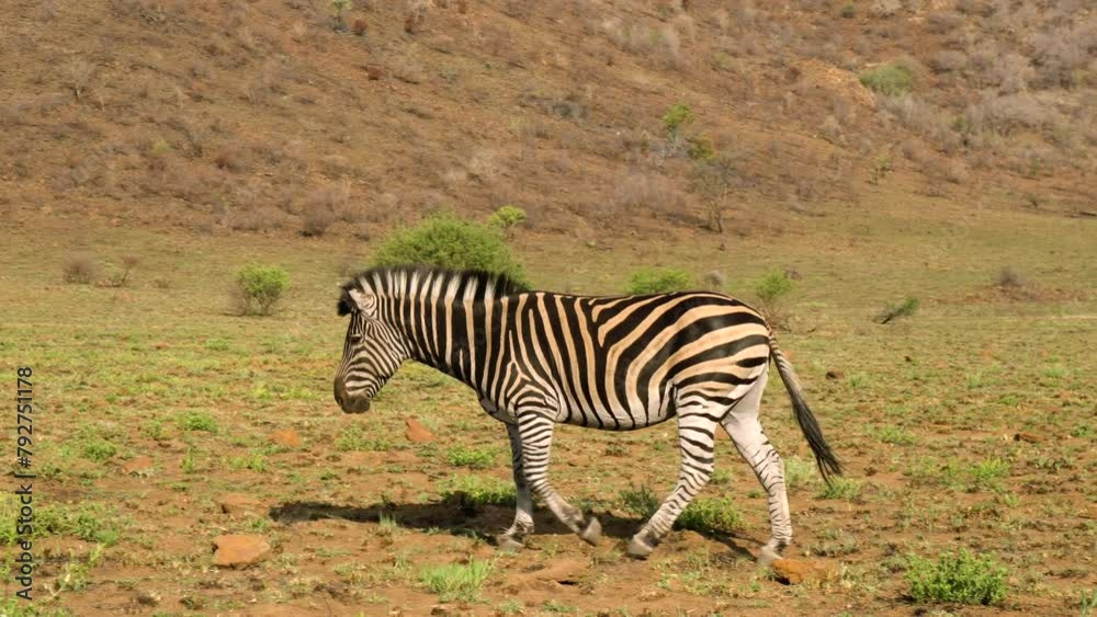 Tracking shot of common zebra walking in nature on sunny day, Africa Tracking shot of common zebra walking in nature on sunny day, Africa