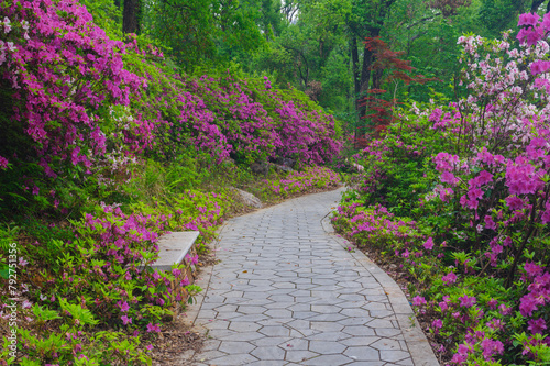 Rhododendrons bloom in Moshan scenic spot on East Lake in Wuhan, Hubei province photo