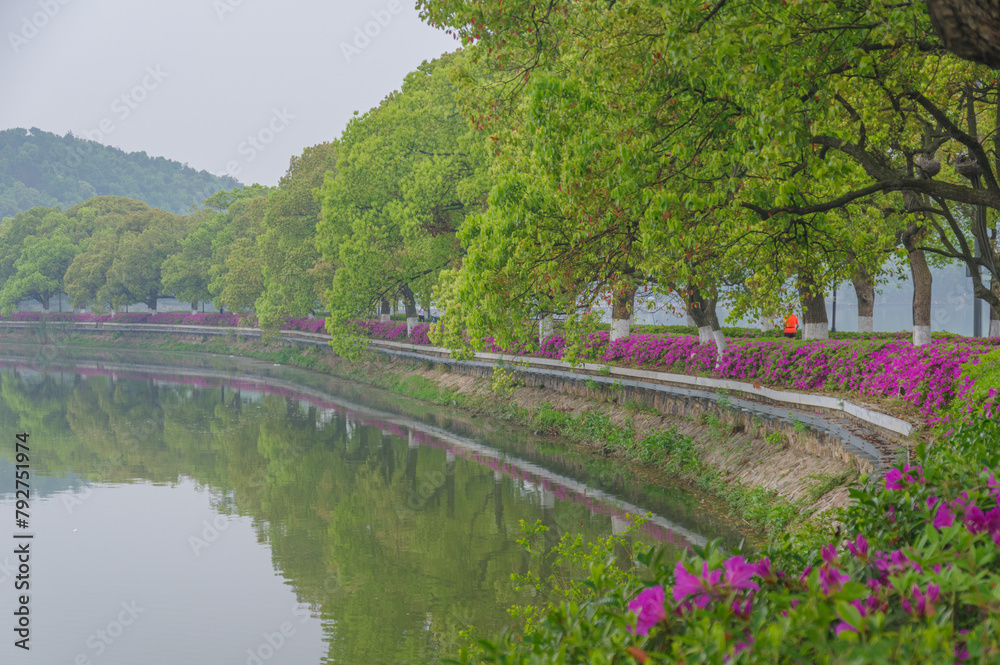 Rhododendrons bloom in Moshan scenic spot on East Lake in Wuhan, Hubei province Rhododendrons bloom in Moshan scenic spot on East Lake in Wuhan, Hubei province