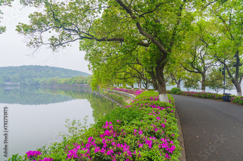 Rhododendrons bloom in Moshan scenic spot on East Lake in Wuhan, Hubei province photo