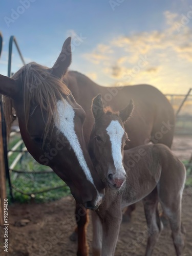 Mother and Baby Horse Love at Sunrise photo