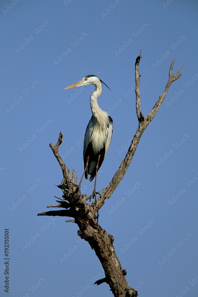 Grey heron (Ardea cinerea), Kruger National Park, South Africa, Africa Grey heron (Ardea cinerea), Kruger National Park, South Africa, Africa