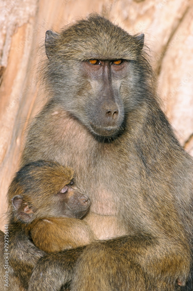 Chacma baboon (Papio cynocephalus) nursing infant, Kruger National Park, South Africa, Africa Chacma baboon (Papio cynocephalus) nursing infant, Kruger National Park, South Africa, Africa