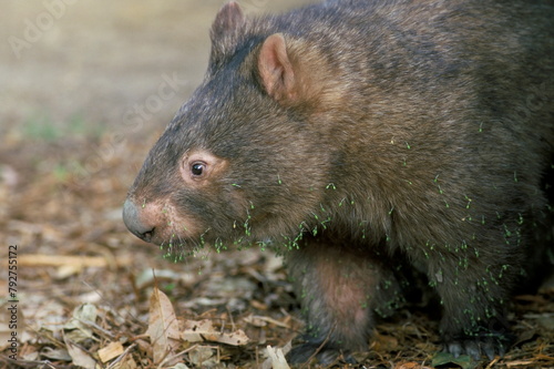 Captive common wombat (Vombatus ursinus), David Fleays Santuary, Queensland, Australia, Pacific photo
