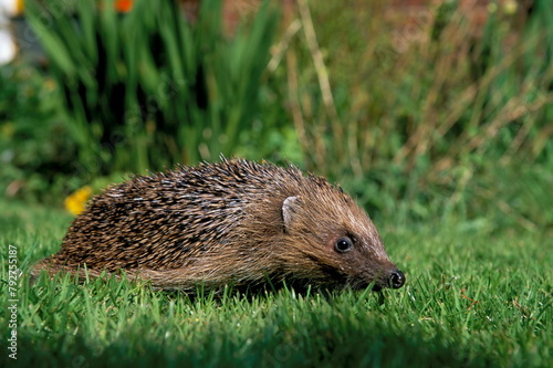 Hedgehog (Erinaceus europaeus) in suburban garden, United Kingdom, Europe photo