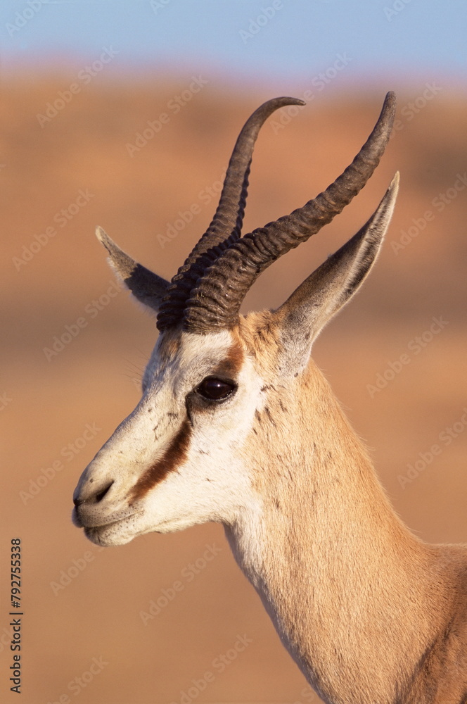 Male springbok (Antidorcas marsupialis), Kalahari Gemsbok National Park, South Africa, Africa Male springbok (Antidorcas marsupialis), Kalahari Gemsbok National Park, South Africa, Africa