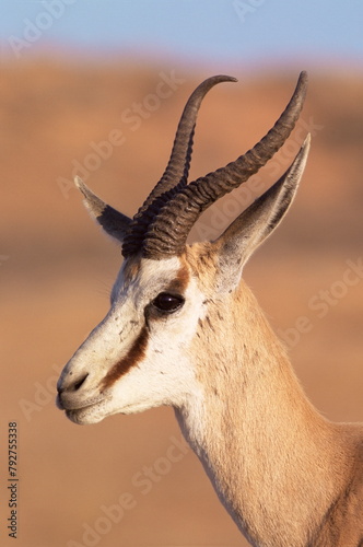 Male springbok (Antidorcas marsupialis), Kalahari Gemsbok National Park, South Africa, Africa photo