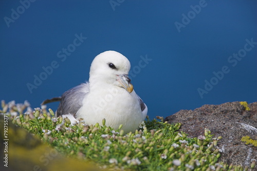 Fulmar, Fulmarus glacialis, Isle of May, Fife, Scotland, United Kingdom, Europe