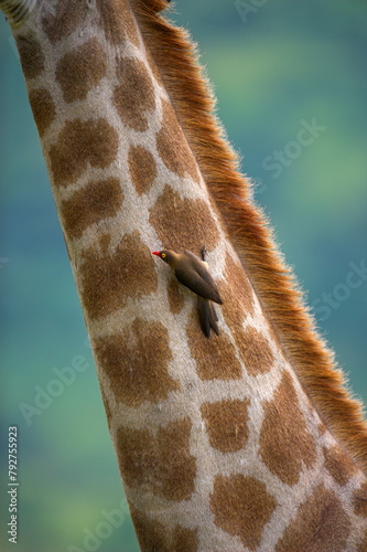 Redbilled oxpecker (Buphagus erythrorhynchus), on giraffe, Kruger National Park, South Africa, Africa photo