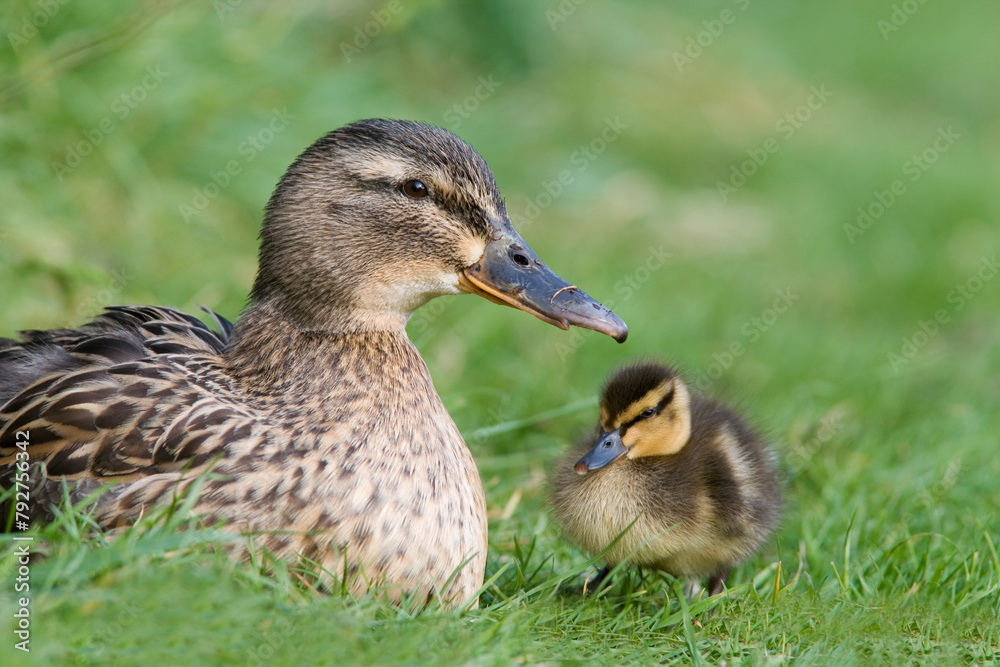 Mallard with duckling (Anas platyrhynchos), Martin Mere, Wildfowl and Wetland Trust Reserve, Burscough, Lancashire, England, United Kingdom, Europe Mallard with duckling (Anas platyrhynchos), Martin Mere, Wildfowl and Wetland Trust Reserve, Burscough, Lancashire, England, United Kingdom, Europe