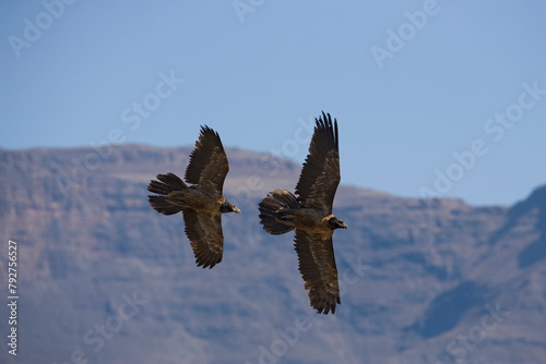 Bearded vulture (Gypaetus barbatus), subadults, Giant's Castle reserve, KwaZulu Natal, South Africa, Africa photo