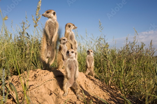 Group of meerkats (Suricata suricatta), Kalahari Meerkat Project, Van Zylsrus, Northern Cape, South Africa, Africa photo