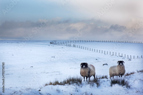 Northumberland blackface sheep in snow, Tarset, Hexham, Northumberland, United Kingdom, Europe