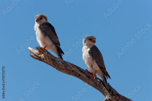 Pygmy falcon pair (Polihierax semitorquatus), Kgalagadi Transfrontier Park, Northern Cape, South Africa, Africa photo