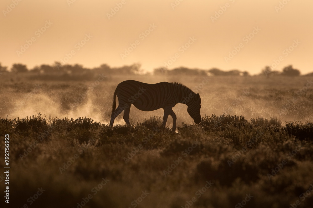 Plains zebra (Equus burchelli), at sunset, Etosha National Park, Namibia, Africa Plains zebra (Equus burchelli), at sunset, Etosha National Park, Namibia, Africa