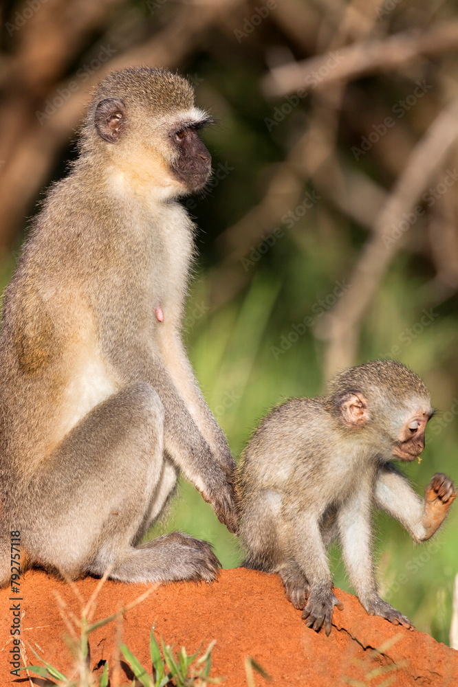 Vervet monkey (Cercopithecus aethiops), with baby, Kruger National Park, South Africa, Africa Vervet monkey (Cercopithecus aethiops), with baby, Kruger National Park, South Africa, Africa