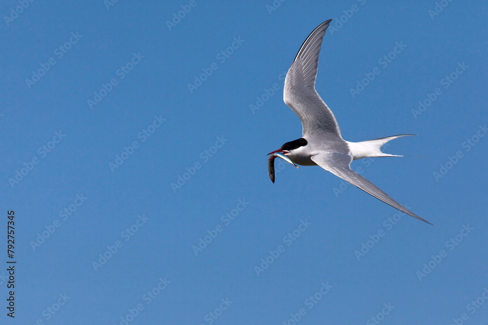 Arctic tern (Sterna paradisaea), with fish, Farne Islands, Northumberland coast, England, United Kingdom, Europe Arctic tern (Sterna paradisaea), with fish, Farne Islands, Northumberland coast, England, United Kingdom, Europe