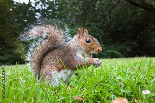 Grey squirrel (Sciurus carolinensis), in city park, Brandon Park, Bristol, England, United Kingdom, Europe photo