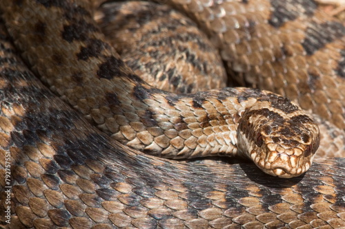 Adder (Vipera berus) in closeup, before shedding skin, Northumberland National Park, England, United Kingdom, Europe photo