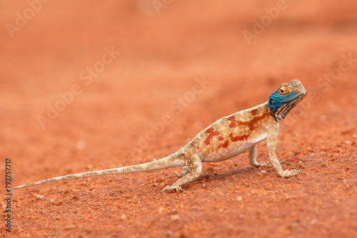 Ground agama (Agama aculeata), Kgalagadi Transfrontier Park, Northern Cape, South Africa, Africa photo