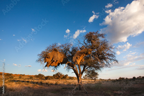 Landscape at dusk, with thorn tree, Kgalagadi Transfrontier Park, Northern Cape, South Africa, Africa photo