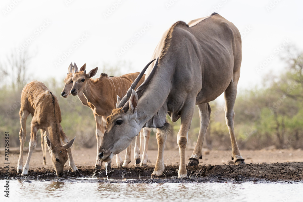 Eland (Taurotragus oryx), Mashatu Game Reserve, Botswana, Africa Eland (Taurotragus oryx), Mashatu Game Reserve, Botswana, Africa