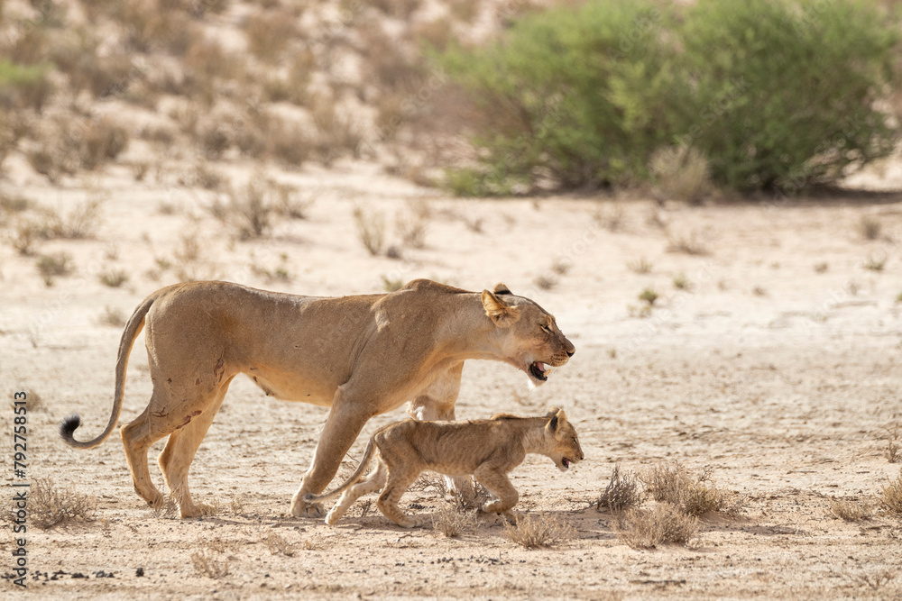 Lioness (Panthera leo) with cub, Kgalagadi Transfrontier Park, South Africa, Africa Lioness (Panthera leo) with cub, Kgalagadi Transfrontier Park, South Africa, Africa