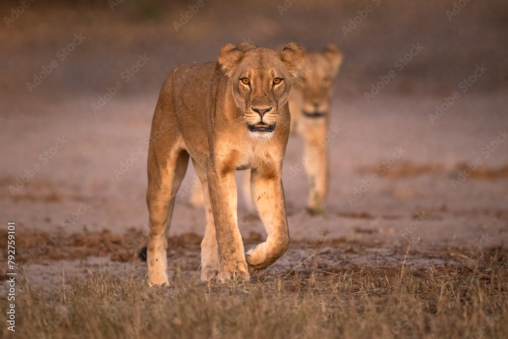 Lions (Panthera leo), Chobe National Park, Botswana, Africa Lions (Panthera leo), Chobe National Park, Botswana, Africa