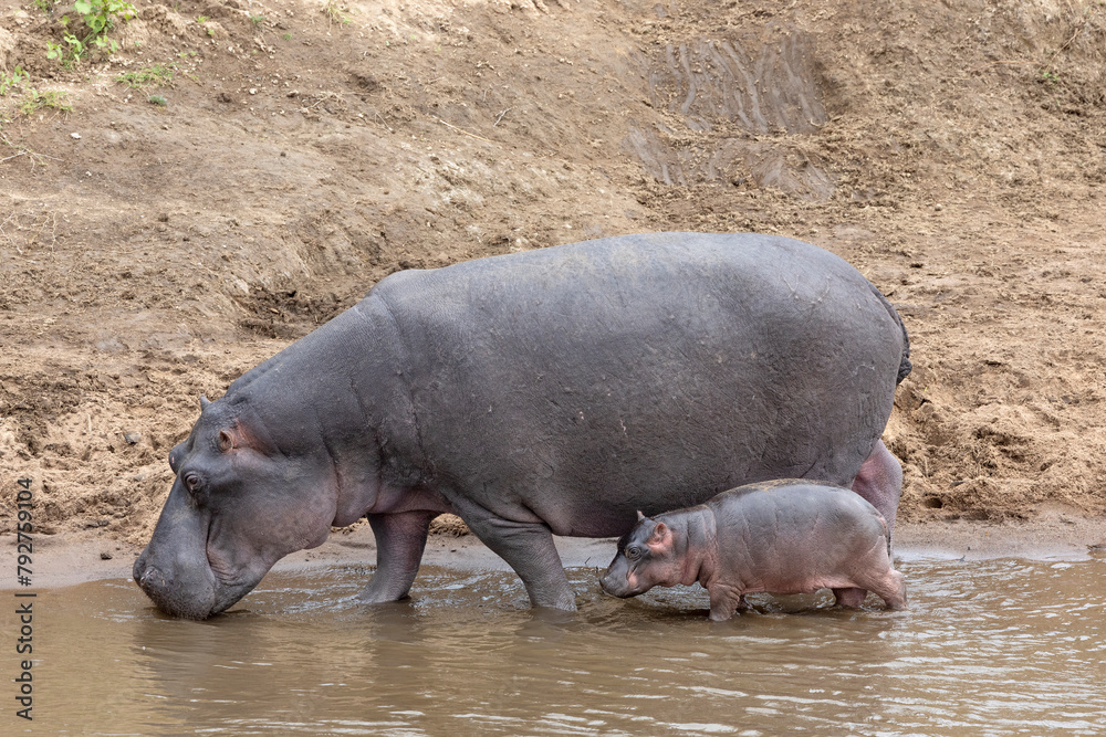 Hippo (Hippopotamus amphibius) with calf, Mara River, Masai Mara, Kenya, East Africa, Africa Hippo (Hippopotamus amphibius) with calf, Mara River, Masai Mara, Kenya, East Africa, Africa