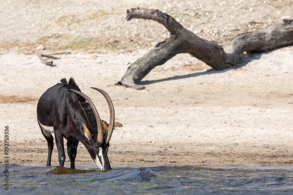 Sable (Hippotragus niger) drinking, Chobe national park, Botswana Sable (Hippotragus niger) drinking, Chobe national park, Botswana