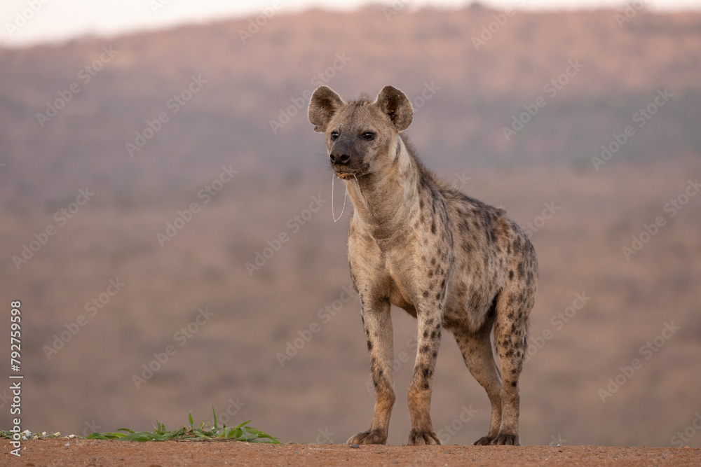 Spotted hyena (Crocuta crocuta), Zimanga game reserve, South Africa Spotted hyena (Crocuta crocuta), Zimanga game reserve, South Africa