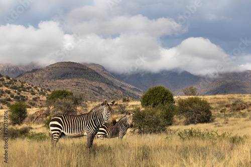 Cape mountain zebra (Equus zebra), Mountain Zebra national park, Eastern cape, South Africa photo