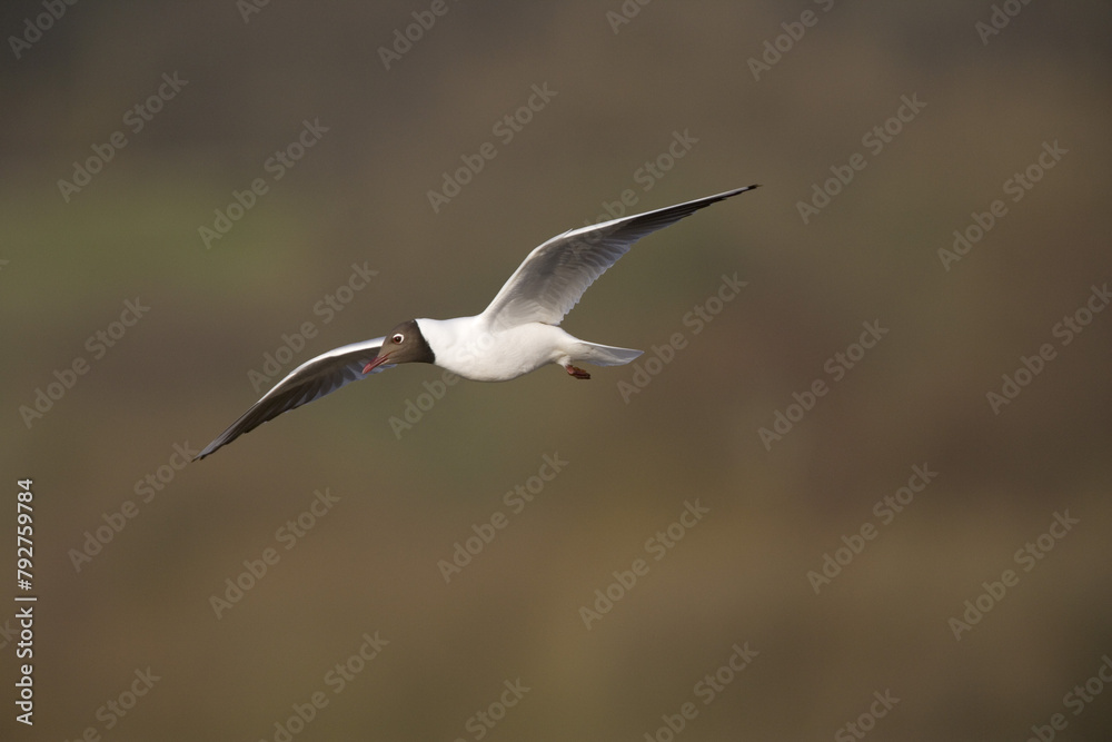 Blackheaded gull (Larus ridibundus) in flight. UK Blackheaded gull (Larus ridibundus) in flight. UK