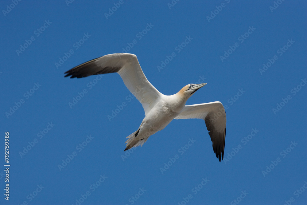 Gannet (Morus bassanus) flying. Bass Rock, Scotland Gannet (Morus bassanus) flying. Bass Rock, Scotland