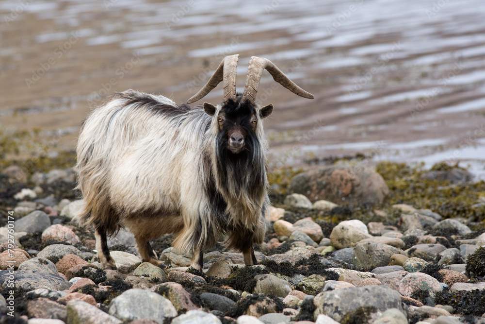 Feral goat (Capra hircus) on seashore. Loch Linnhe, West Scotland Feral goat (Capra hircus) on seashore. Loch Linnhe, West Scotland