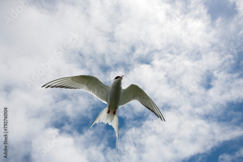Arctic tern (Sterna paradisaea) in flight. Farne Islands, off Northumberland coast, UK