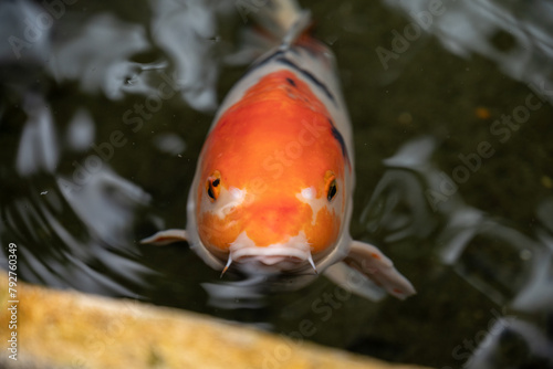 Orange and white Koi fish in pond