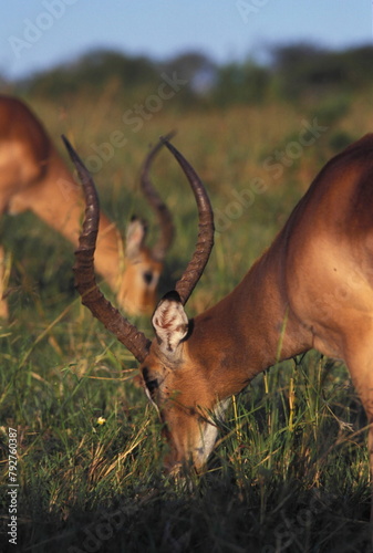 Impala, south africa. Aepyceros melampus. Umfolozi game park. Kwazulu-natal photo