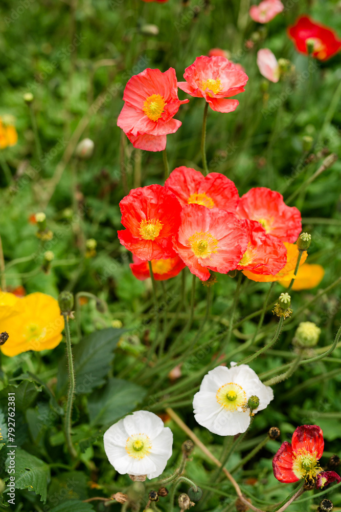 Wild poppies dance, red and white among green