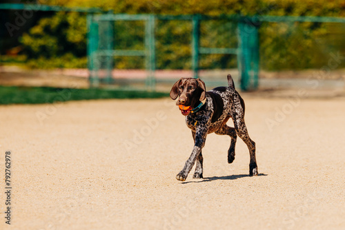 Young pointer dog trotting with orange ball in mouth