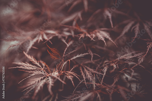 Soft focus on delicate Japanese maple in autumn hues
