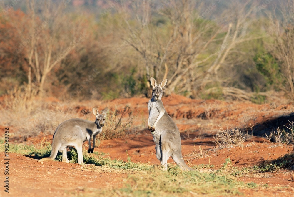 Two red kangaroos, Macropus rufus, Mootwingee National Park, New South Wales, Australia, Pacific Two red kangaroos, Macropus rufus, Mootwingee National Park, New South Wales, Australia, Pacific