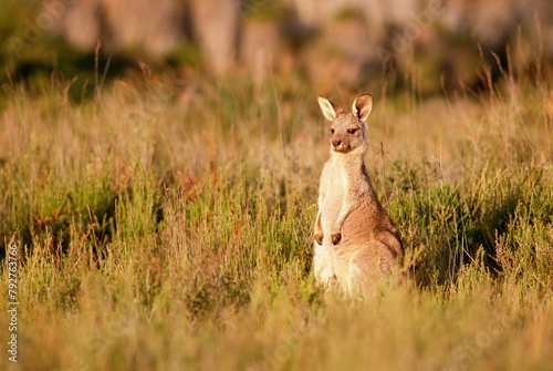Eastern grey kangaroo, Macropus giganteus, Wilson's Promontory National Park, Victoria, Australia, Pacific photo