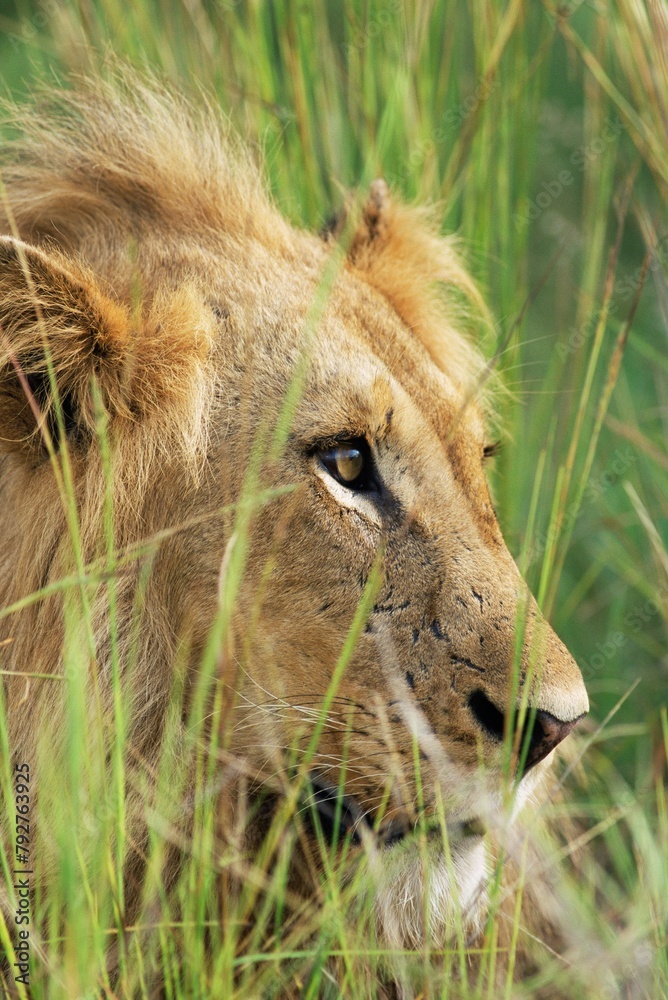Male lion, Panthera leo, in the grass, Kruger National Park, South Africa, Africa Male lion, Panthera leo, in the grass, Kruger National Park, South Africa, Africa