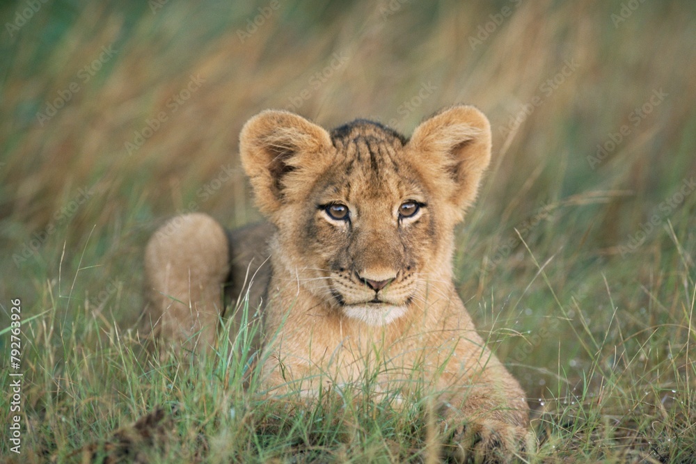 Lion cub, Panthera leo, approximately two to three months old, Kruger National Park, South Africa, Africa Lion cub, Panthera leo, approximately two to three months old, Kruger National Park, South Africa, Africa