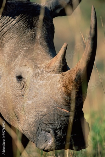 White rhonoceros (rhino), Ceratotherium simum, Hluhluwe Game Reserve, KwaZulu-Natal, South Africa, Africa photo