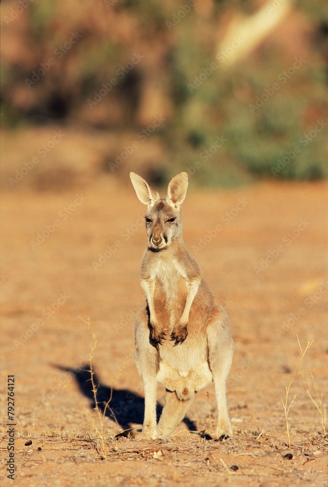 Red kangaroo, Macropus rufus, Mootwingee National Park, New South Wales, Australia, Pacific Red kangaroo, Macropus rufus, Mootwingee National Park, New South Wales, Australia, Pacific