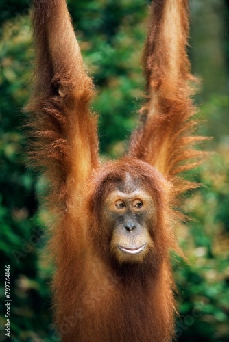 Orang-utan, Pongo pygmaeus, in captivity photo